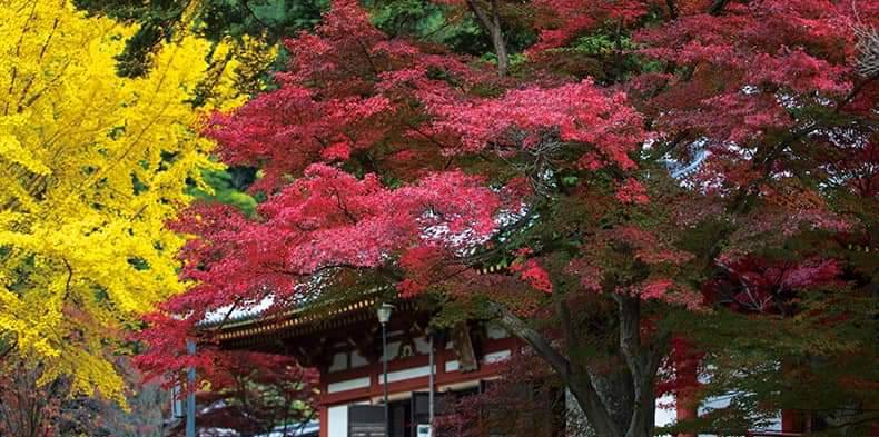 久安寺　ライブパフォーマンス